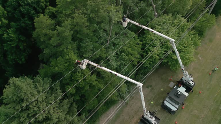 Best Storm Damage Tree Cleanup  in Grapeland, TX